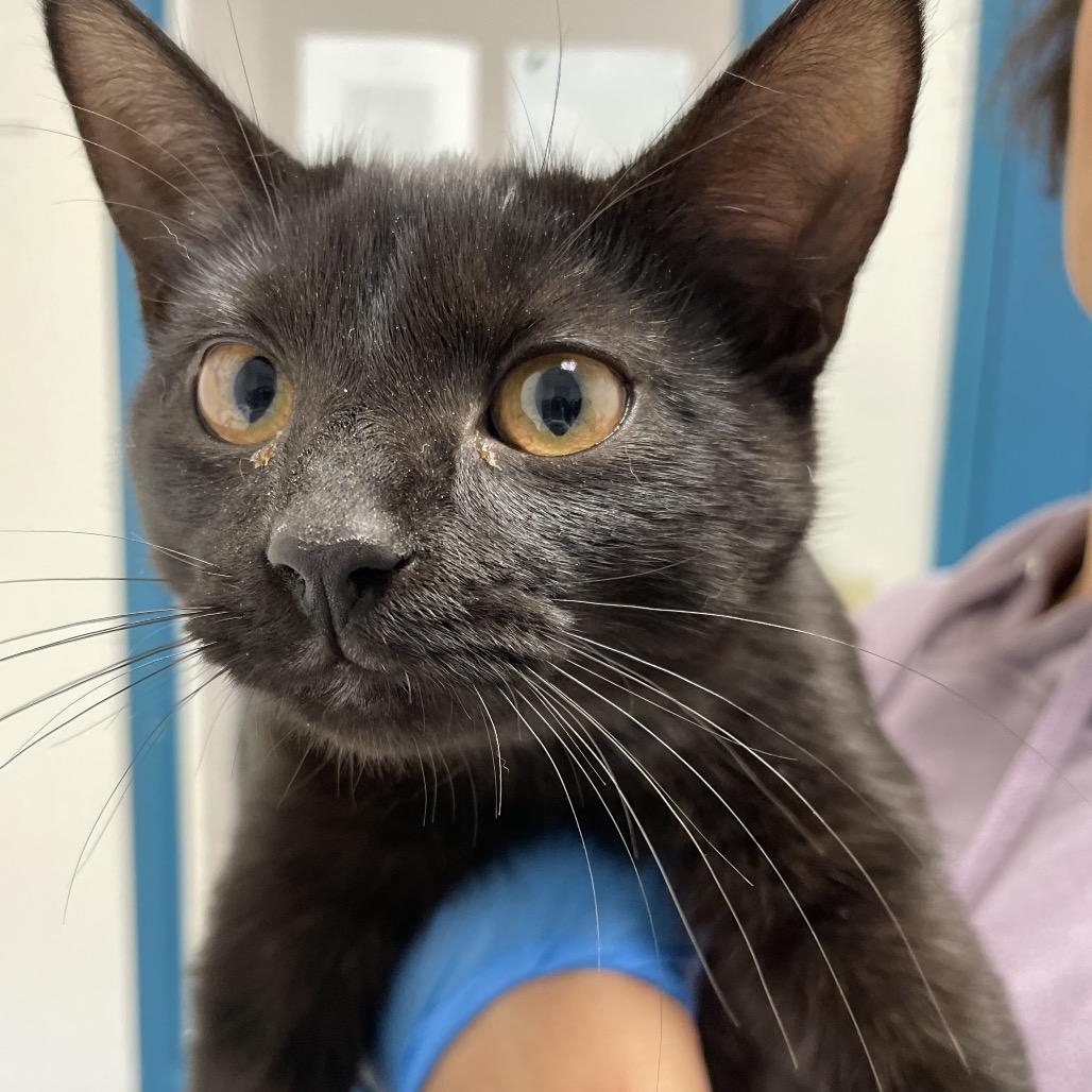 Enlarge Sadie, a Adoptable Domestic Short Hair in Nashville, TN image 2/4