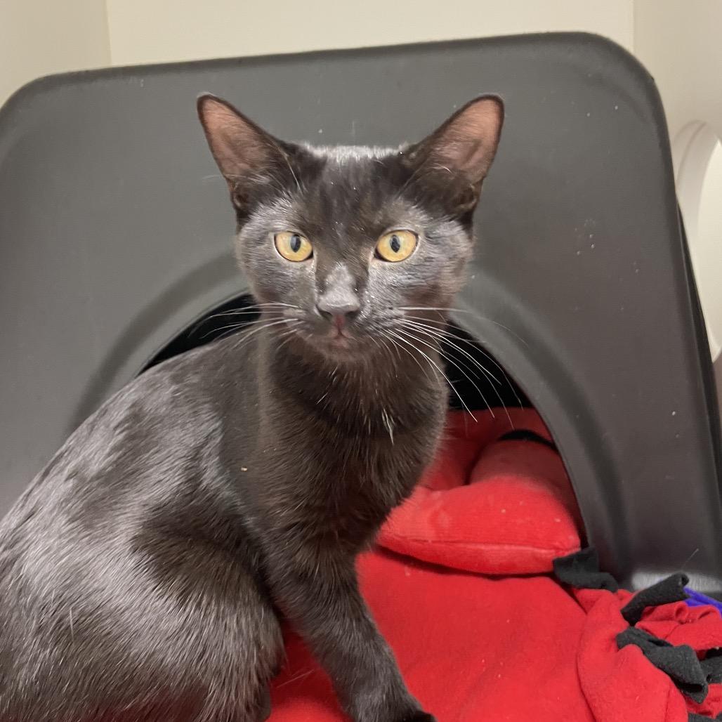 Enlarge Sadie, a Adoptable Domestic Short Hair in Nashville, TN image 3/4