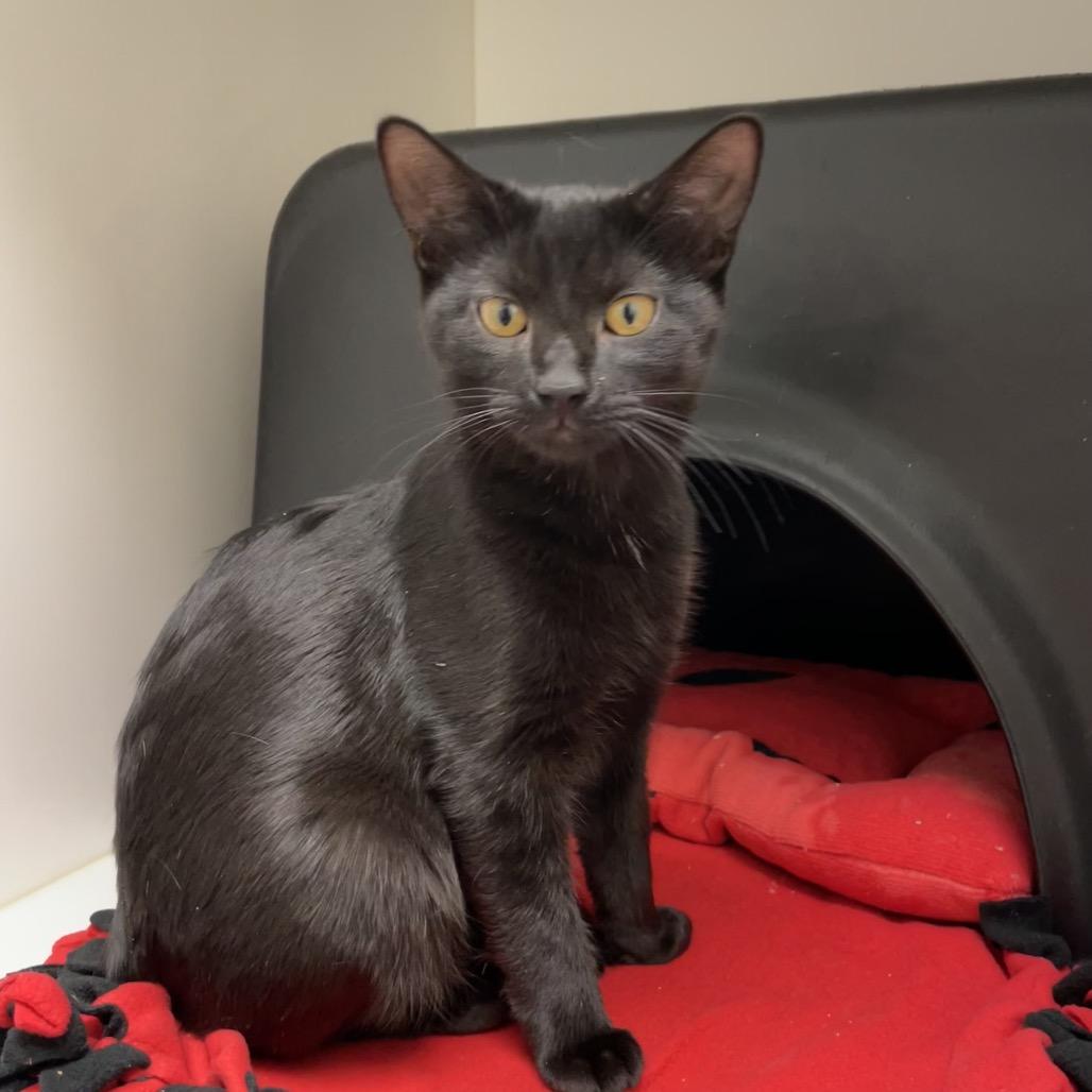 Enlarge Sadie, a Adoptable Domestic Short Hair in Nashville, TN image 4/4