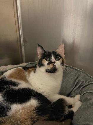 Enlarge Tiny, an adopted Domestic Short Hair in Missoula, MT image 1/1