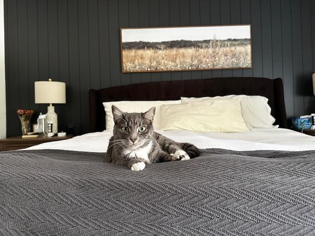 Enlarge Lydia - Female - Gray, a ADOPTABLE Domestic Short Hair in Monroe, NC image 5/5