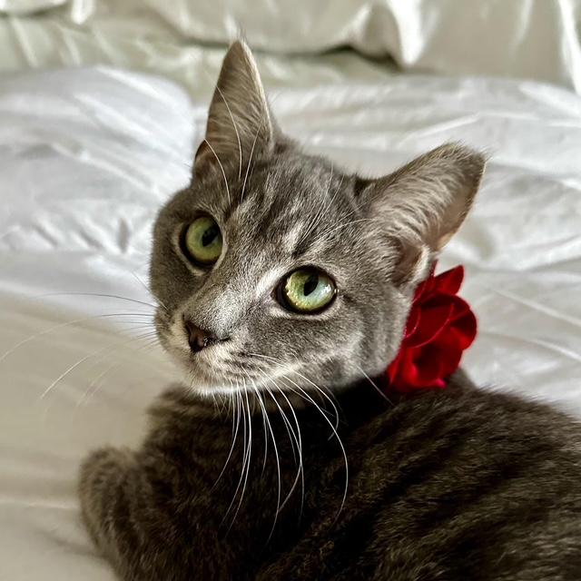 Lydia - Female - Gray, ADOPTABLE, Young Female Domestic Short Hair.