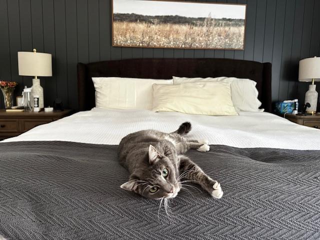 Enlarge Lydia - Female - Gray, a ADOPTABLE Domestic Short Hair in Monroe, NC image 3/5