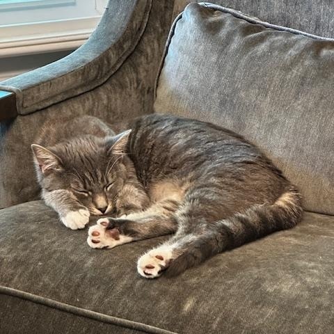 Enlarge Lydia - Female - Gray, a ADOPTABLE Domestic Short Hair in Monroe, NC image 4/5