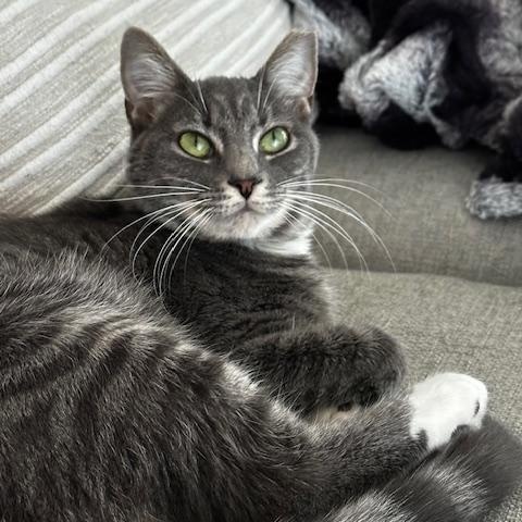 Enlarge Lydia - Female - Gray, a ADOPTABLE Domestic Short Hair in Monroe, NC image 1/5