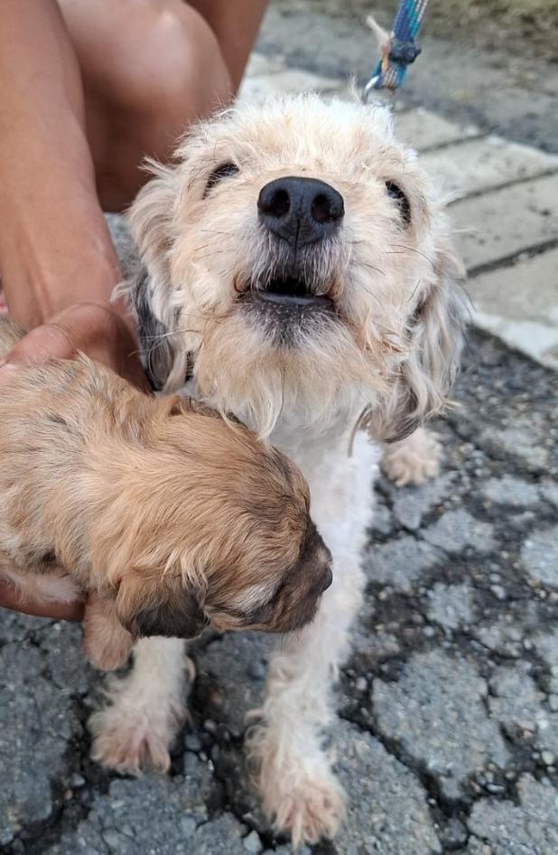 Chai, Adopted, Adult Female Poodle.