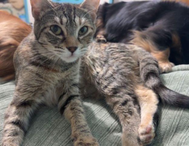 Jade, ADOPTABLE, Young Female Domestic Short Hair.