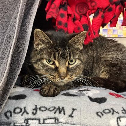 Fruit Ninja, Adoptable, Adult Female Domestic Short Hair & Domestic Short Hair.