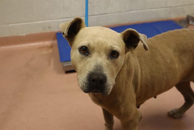 BELLA, Adoptable, Adult Female Mixed Breed.