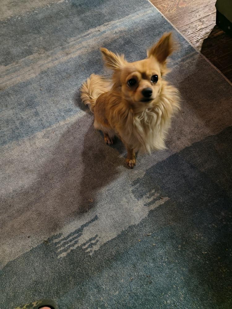 King, Adoptable, Adult Male Chihuahua.