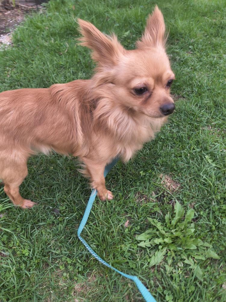 Enlarge King, a Adoptable mixed breed in Lincoln Park, MI image 2/5