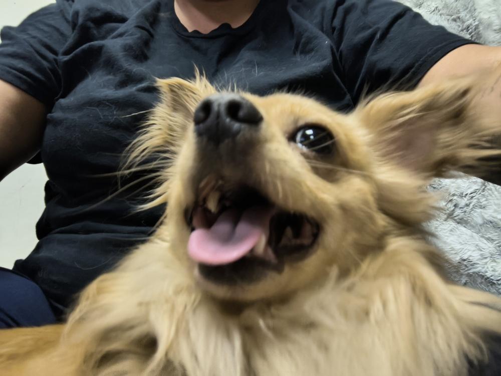 Enlarge King, a Adoptable mixed breed in Lincoln Park, MI image 3/5