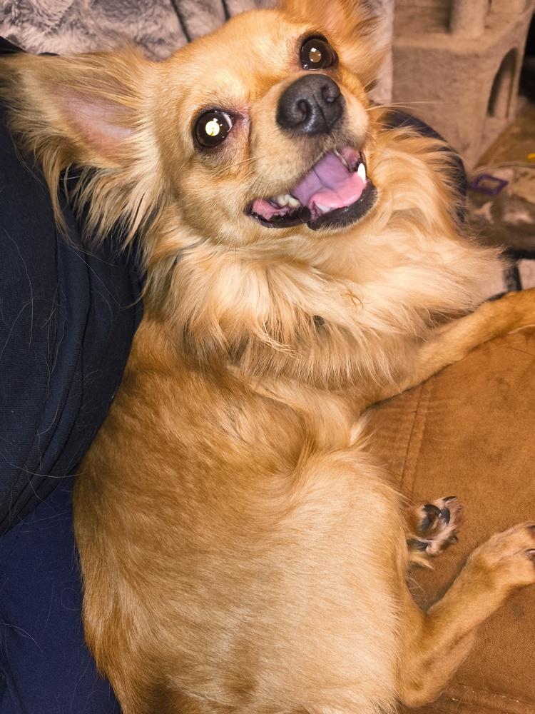 Enlarge King, a Adoptable mixed breed in Lincoln Park, MI image 5/5