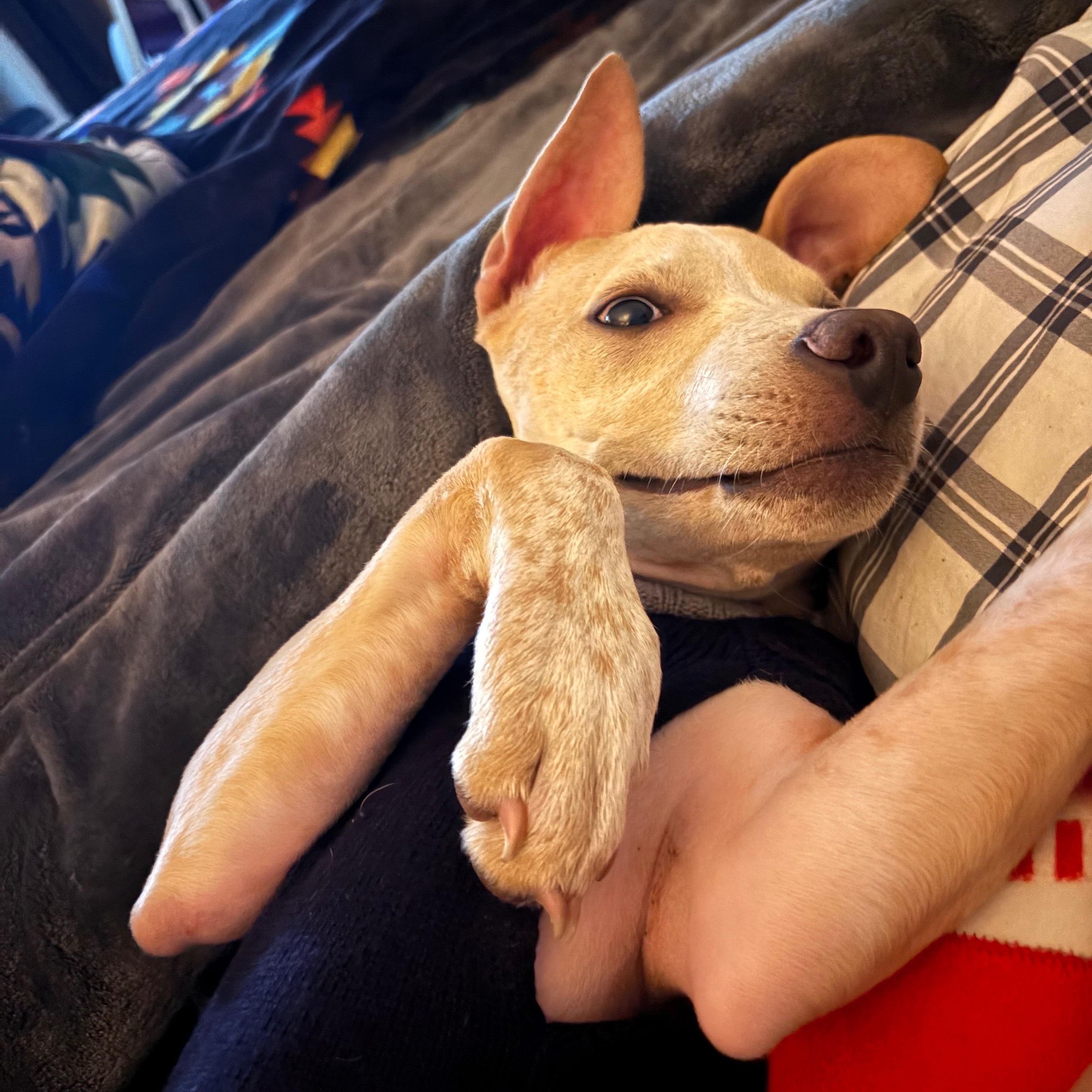 Francis aka Frankie (Felicity's Pup)