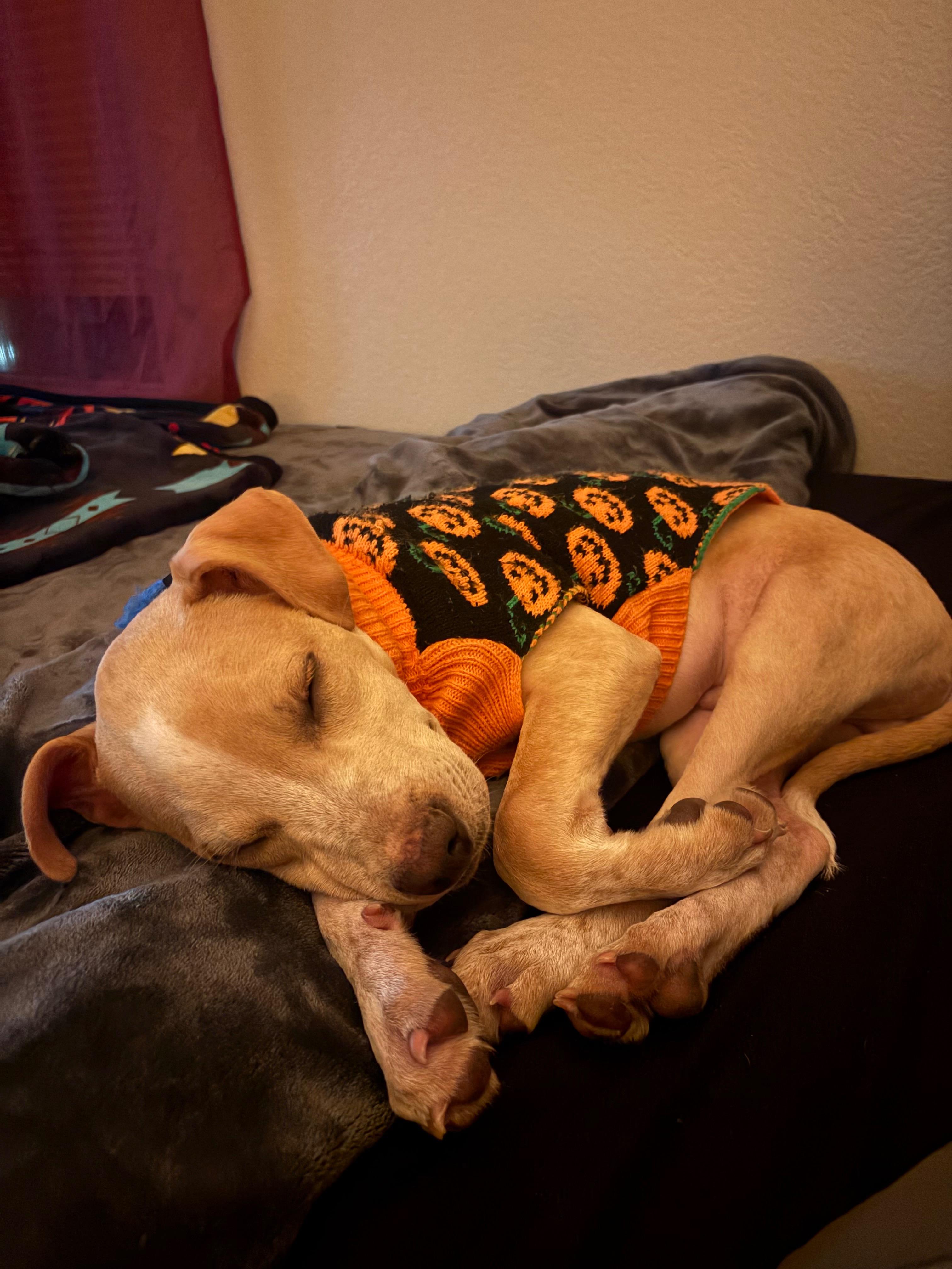 Francis aka Frankie (Felicity's Pup)