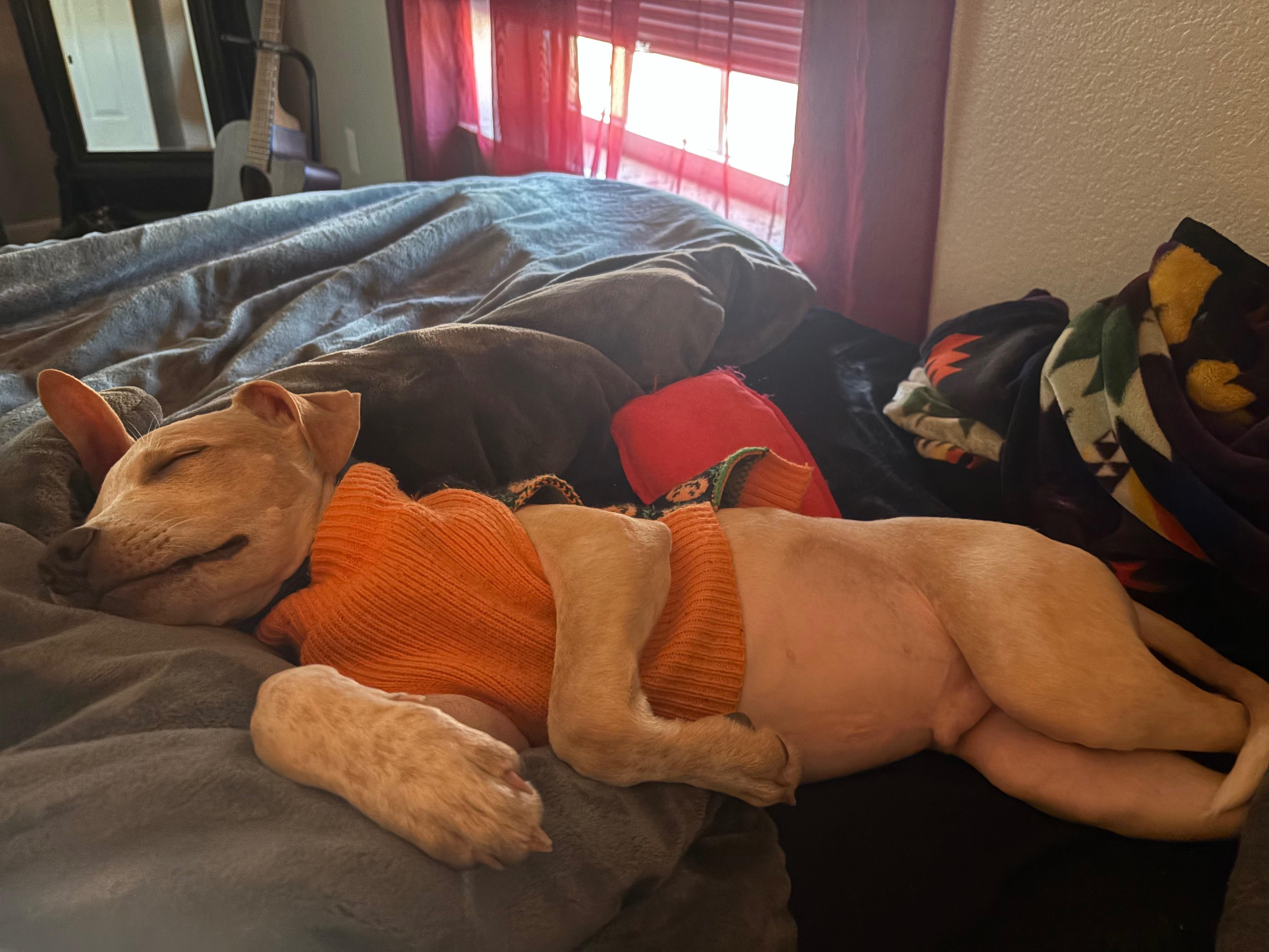 Francis aka Frankie (Felicity's Pup)