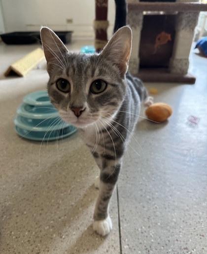 Enlarge Croissant, a Adoptable mixed breed in Winona, MN image 1/3