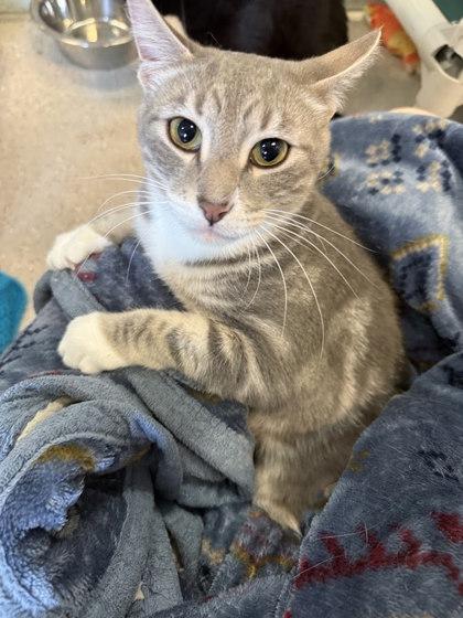 Enlarge Croissant, a Adoptable mixed breed in Winona, MN image 2/3