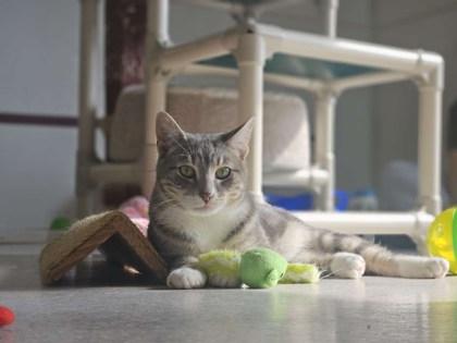 Enlarge Croissant, a Adoptable mixed breed in Winona, MN image 3/3