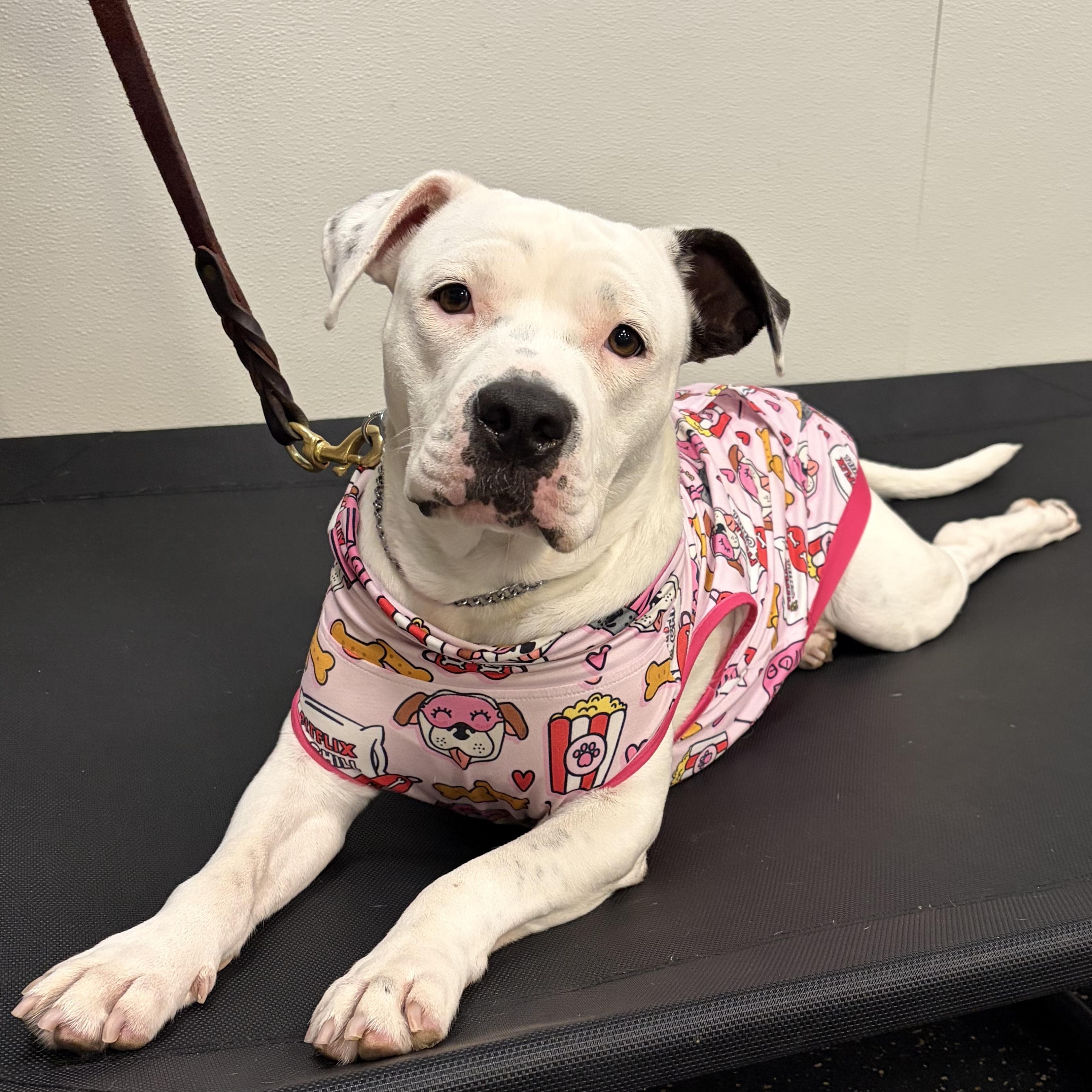 Enlarge Pinkie, a Adoptable mixed breed in Denver, CO image 1/6