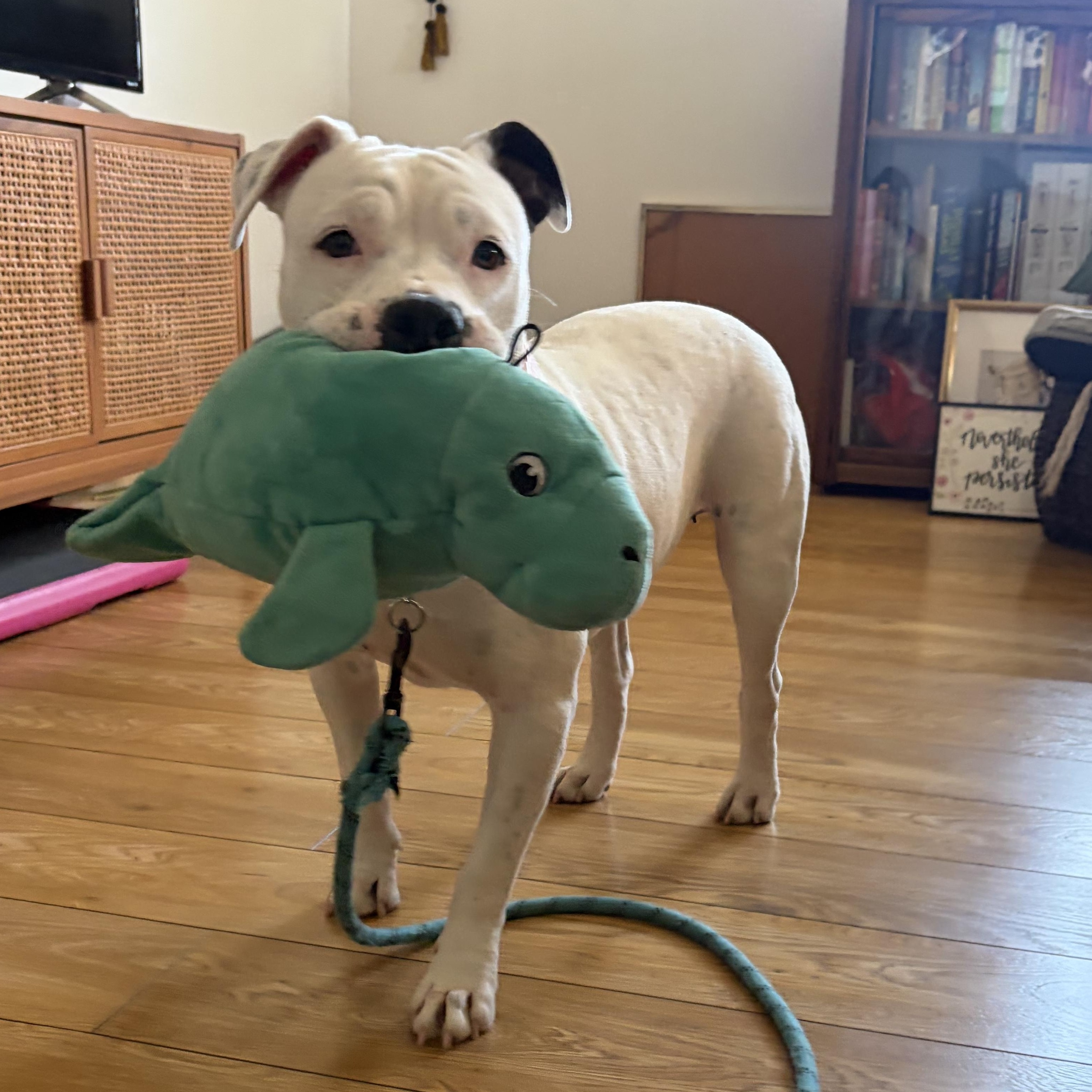 Enlarge Pinkie, a Adoptable mixed breed in Denver, CO image 2/6