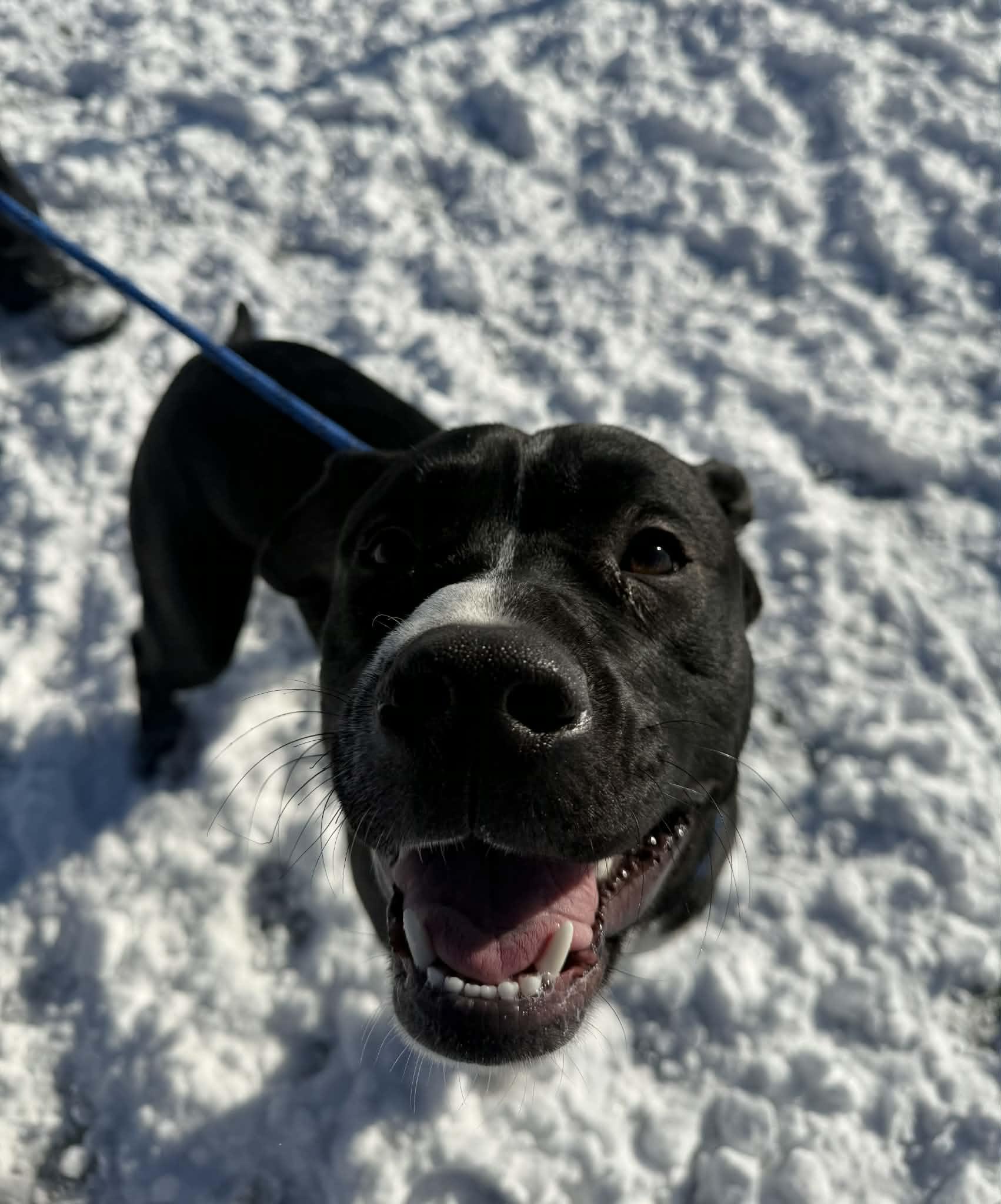 Zeus, ADOPTABLE, Young Male Pit Bull Terrier.