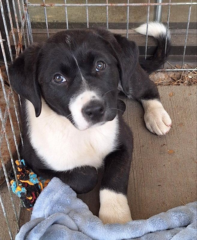 Elaine, a Adopted Labrador Retriever in House Springs, MO image 2/2
