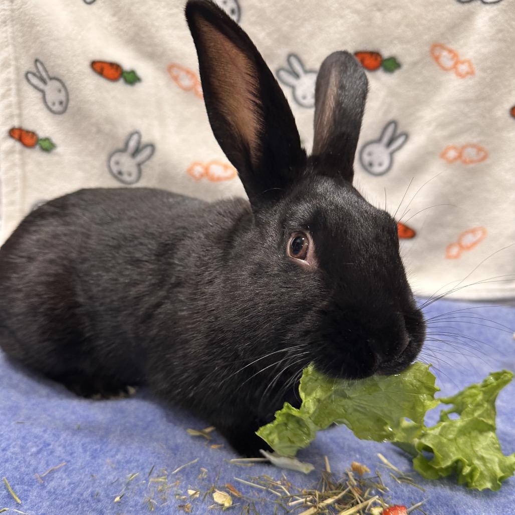 Piplup, Adoptable, Young Male Bunny Rabbit.