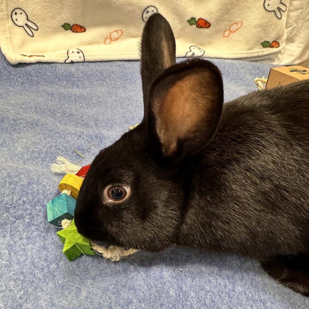 Piplup, a Adoptable Bunny Rabbit in Puslinch, ON image 2/4