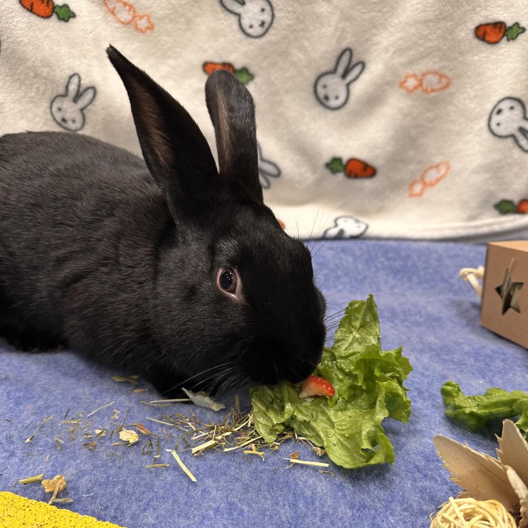 Piplup, a Adoptable Bunny Rabbit in Puslinch, ON image 4/4