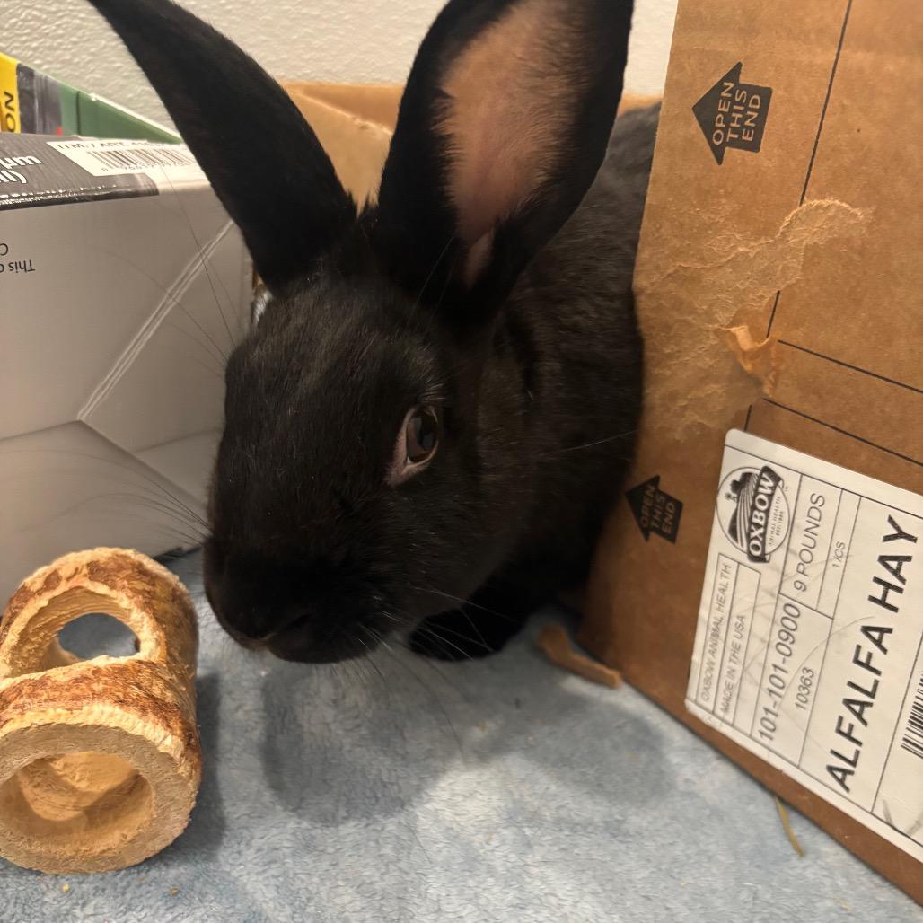 Piplup, a Adoptable Bunny Rabbit in Puslinch, ON image 5/5