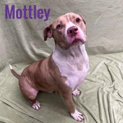Mottley, ADOPTABLE, Young Male American Bully.