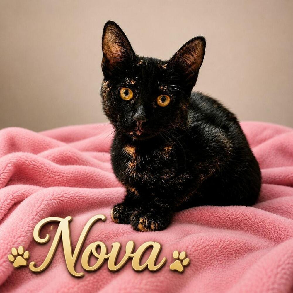 Nova, Adoptable, Kitten Female Domestic Short Hair.