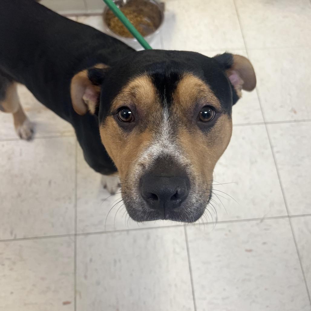 Butch, Adoptable, Adult Male Mixed Breed.