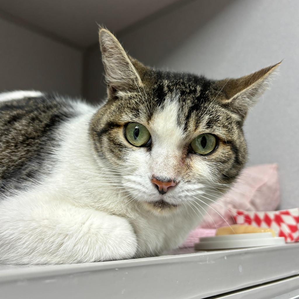 Enlarge Saltine, a Adoptable mixed breed in Los Angeles, CA image 1/6