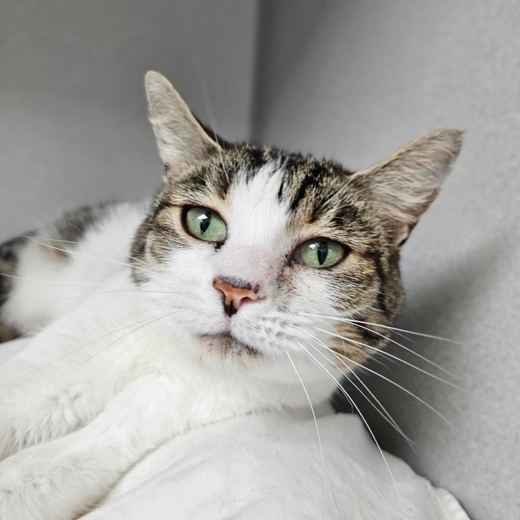 Enlarge Saltine, a Adoptable mixed breed in Los Angeles, CA image 2/6