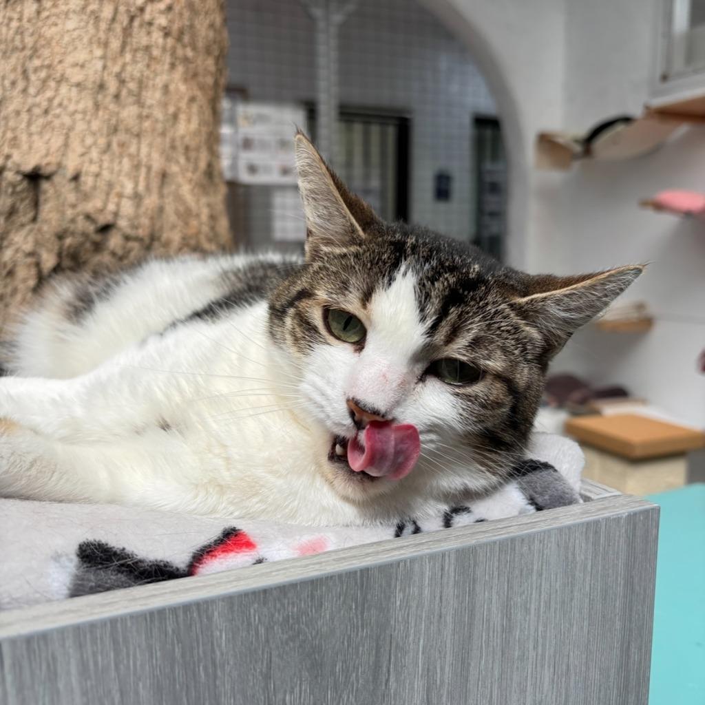 Saltine, a Adoptable mixed breed in Los Angeles, CA image 1/6