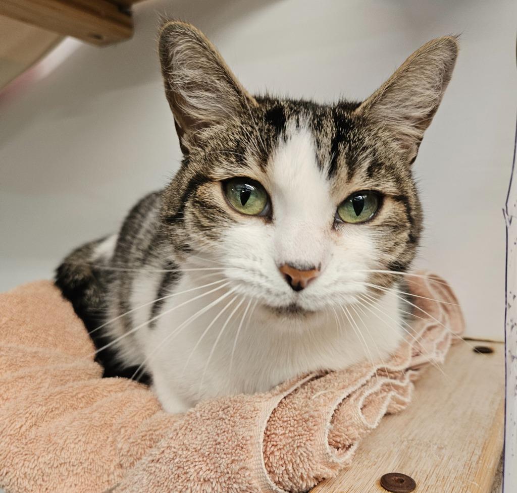 Enlarge Saltine, a Adoptable mixed breed in Los Angeles, CA image 4/6