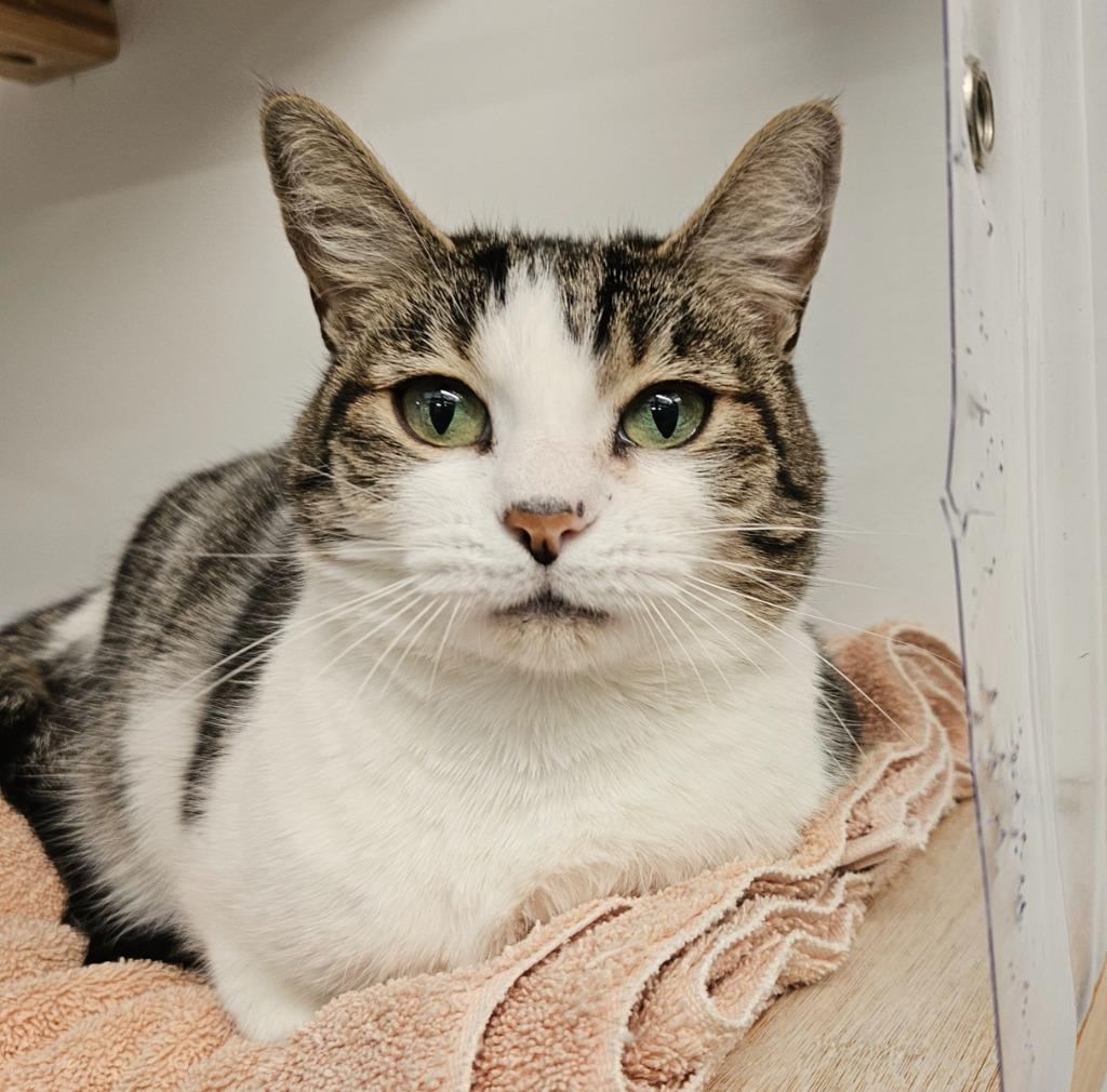 Enlarge Saltine, a Adoptable mixed breed in Los Angeles, CA image 6/6