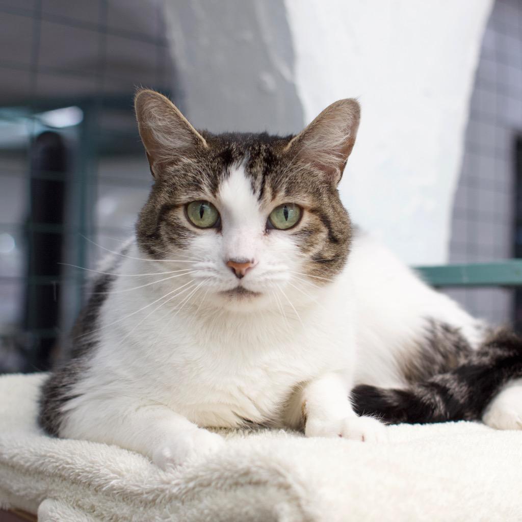 Enlarge Saltine, a Adoptable mixed breed in Los Angeles, CA image 3/6