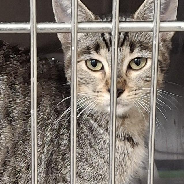 Kira 2025, Adoptable, Kitten Female Domestic Short Hair.