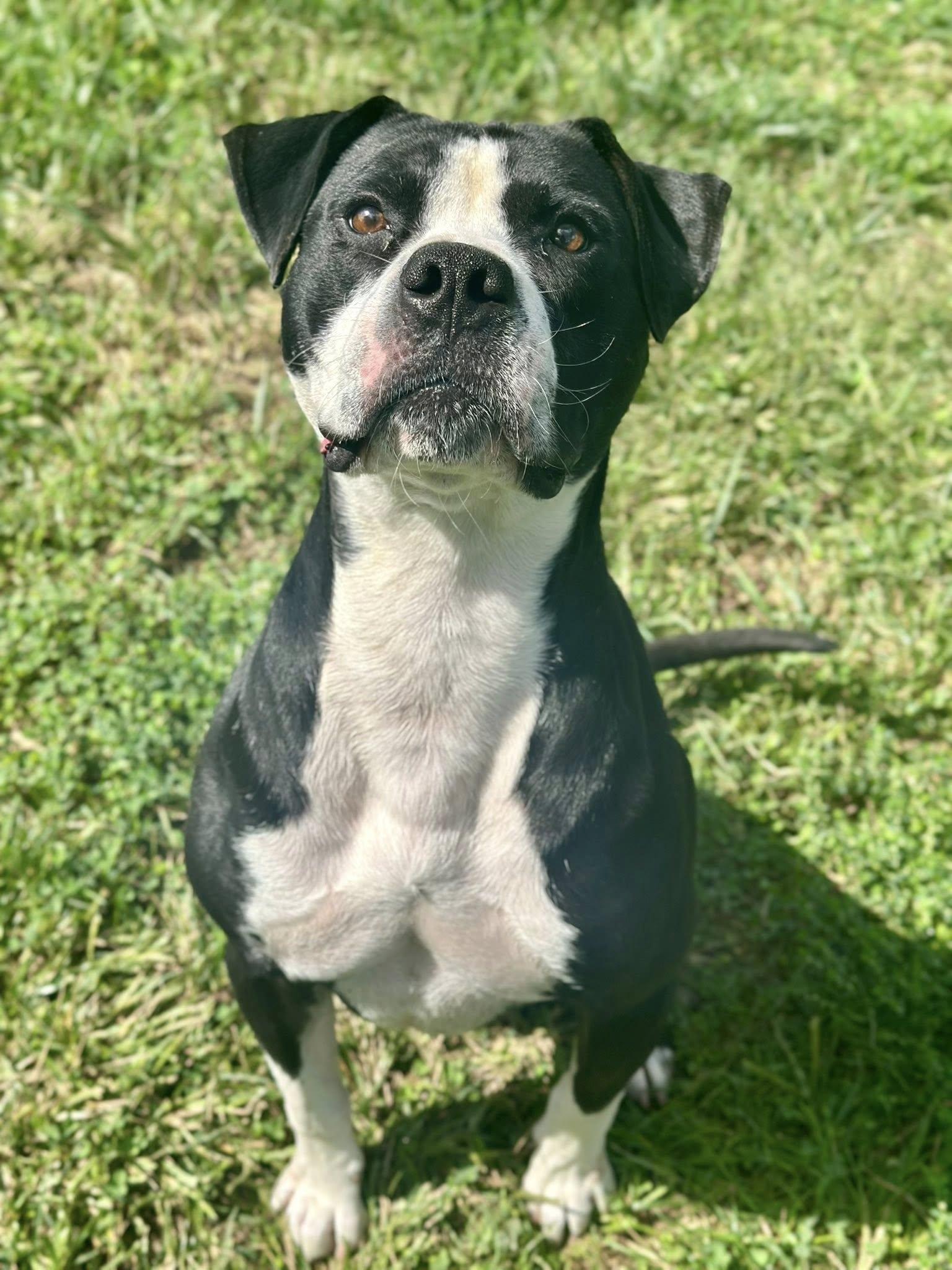 Cain - Heartworm positive photo