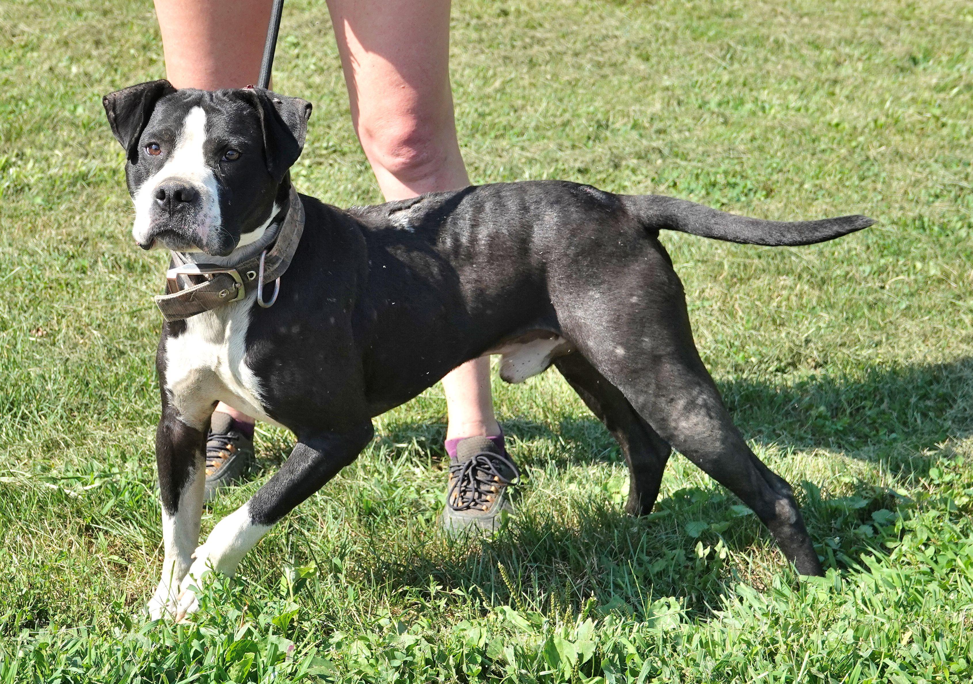 Cain - Heartworm positive photo