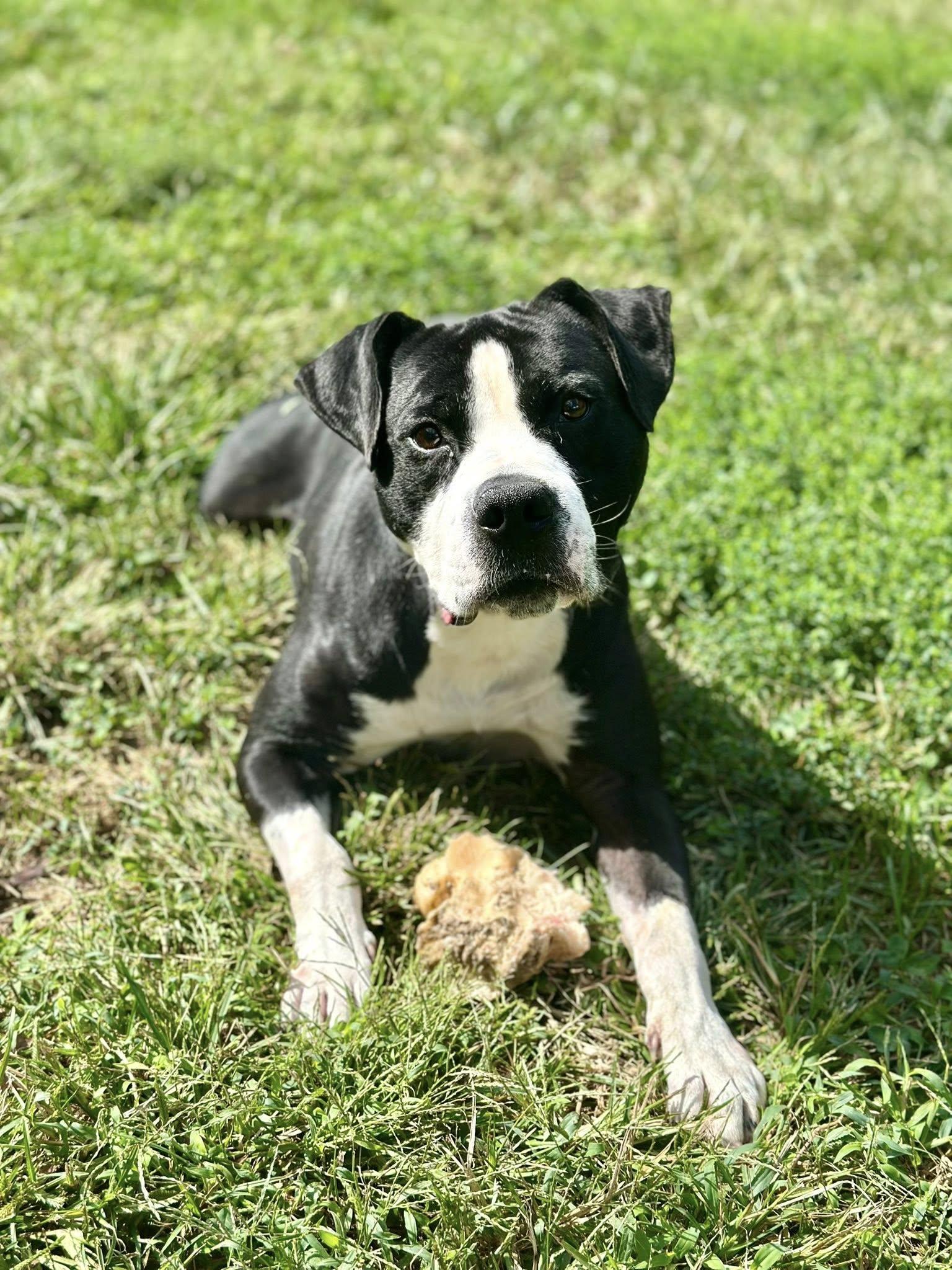 Enlarge Cain, a Adoptable mixed breed in Millfield, OH image 5/5