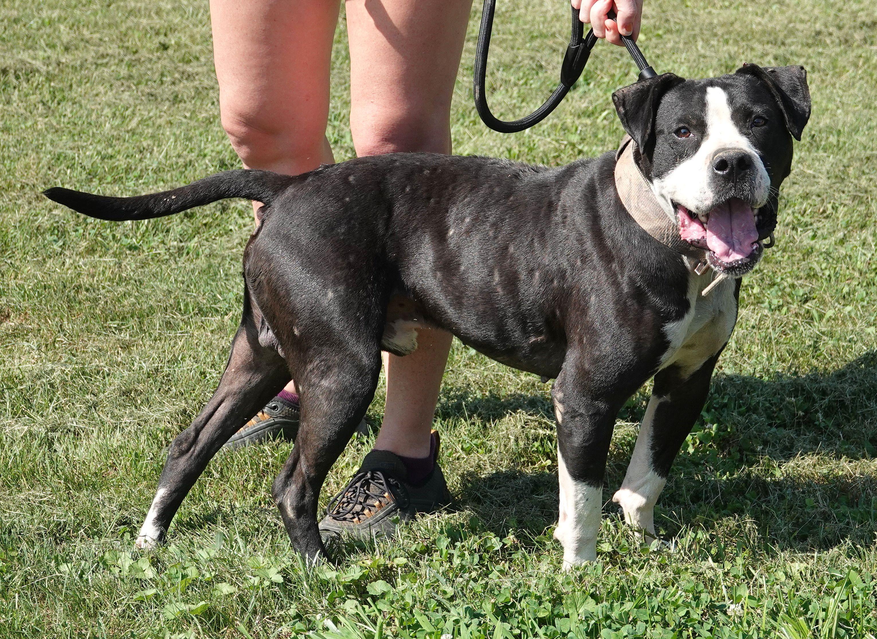 Enlarge Cain, a Adoptable mixed breed in Millfield, OH image 4/5