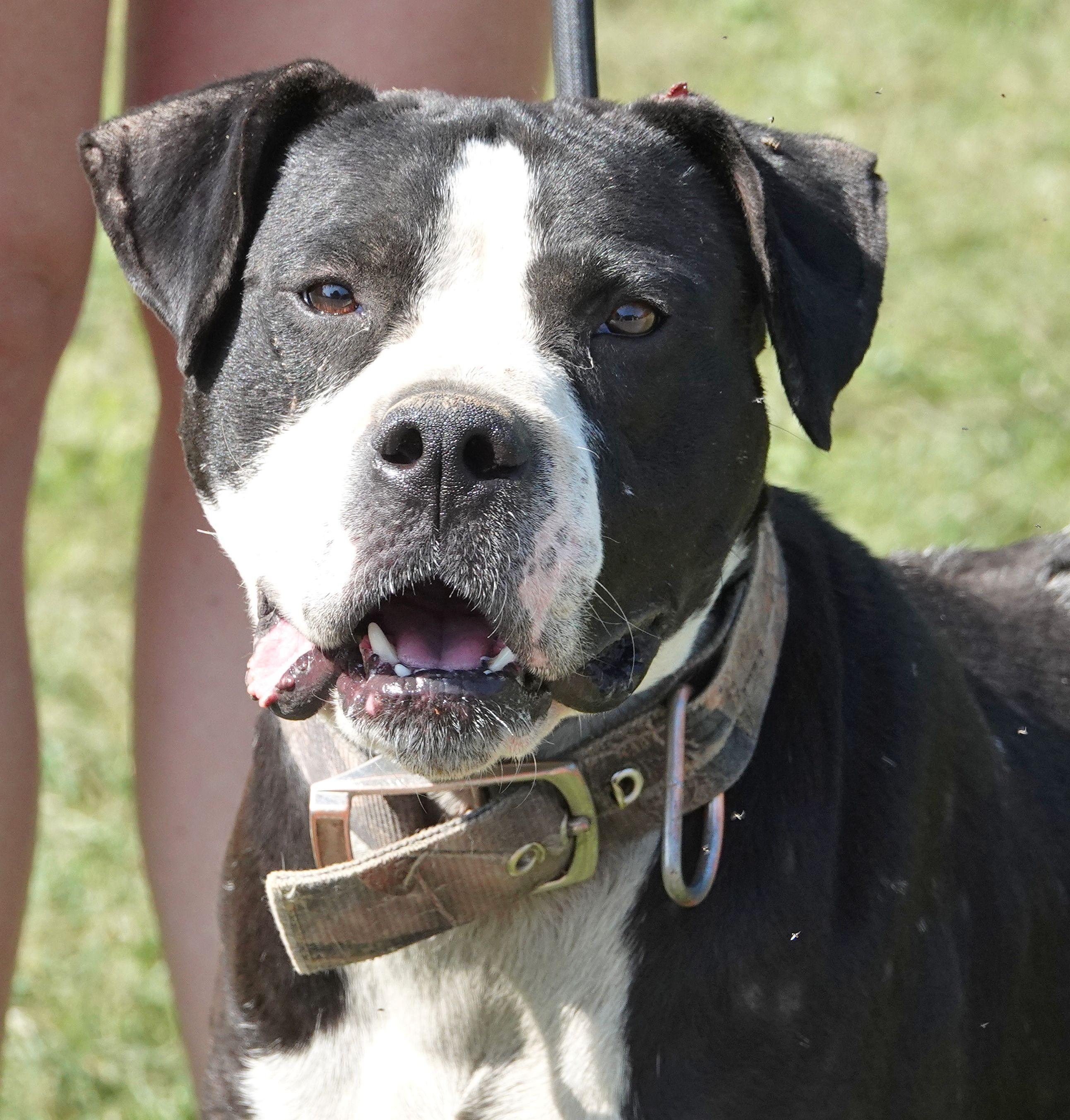 Cain - Heartworm positive photo