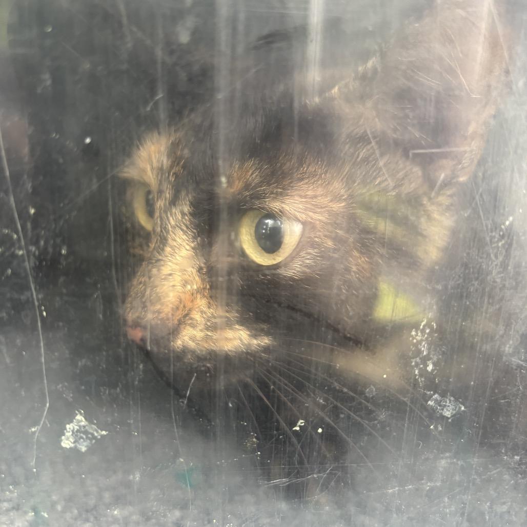 Poppy, Adoptable, Adult Female Domestic Short Hair.