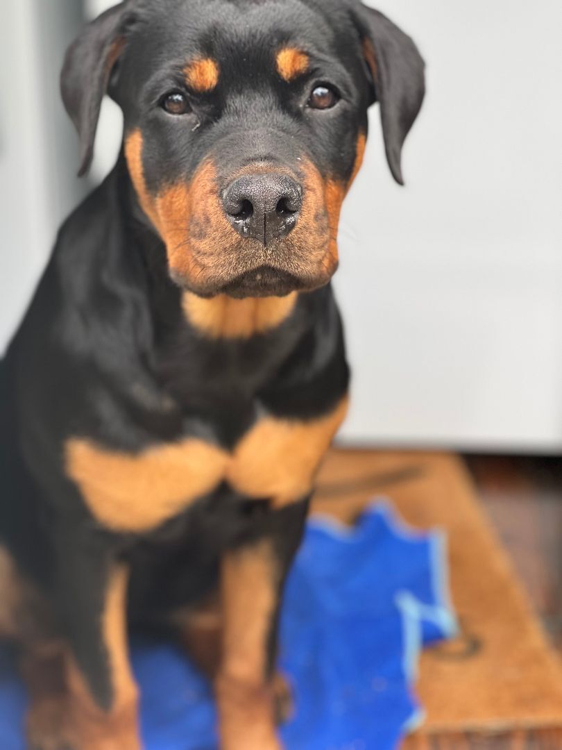 Remi, Adopted, Puppy Female Rottweiler.