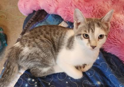 Enlarge Karma, a Adoptable mixed breed in Berwick, PA image 3/3