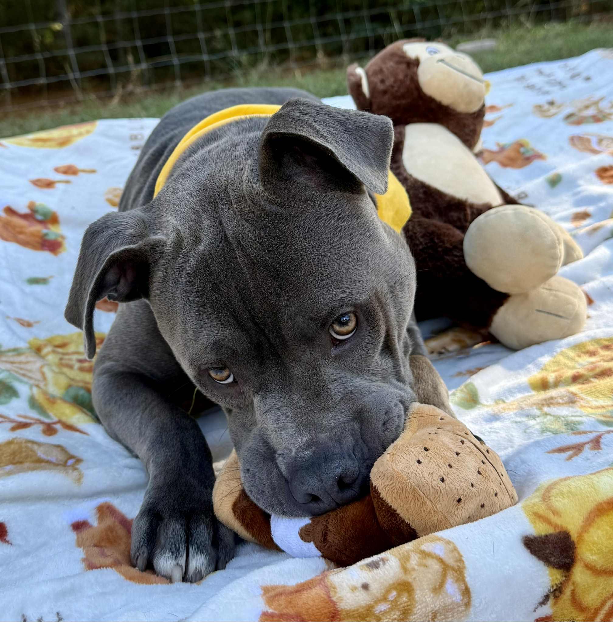 Louie, Adoptable, Young Male American Bulldog.